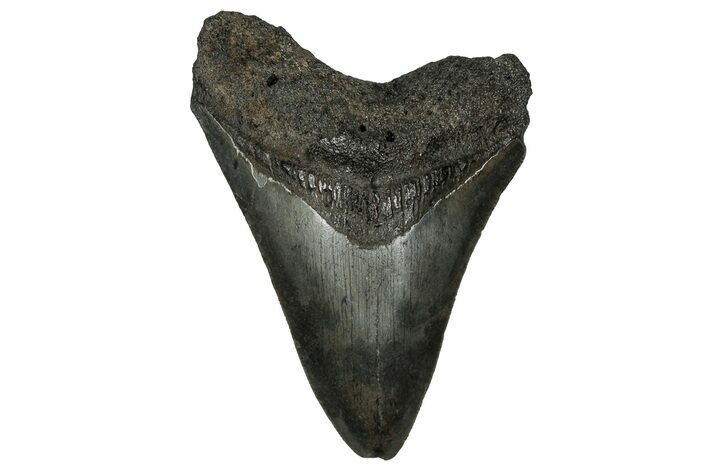 Serrated, Fossil Megalodon Tooth - South Carolina #356848